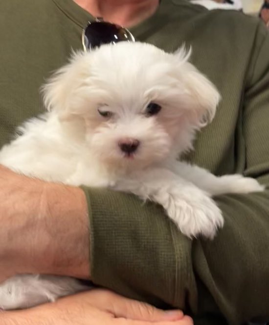 kwansfull's tweet image. While I love dogs too much to ever fully be anti dogs in the poker room 🐶
I get the arguments against. What do you all think?