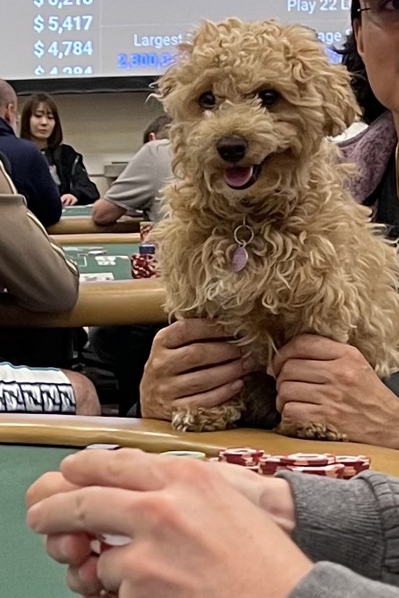 kwansfull's tweet image. While I love dogs too much to ever fully be anti dogs in the poker room 🐶
I get the arguments against. What do you all think?