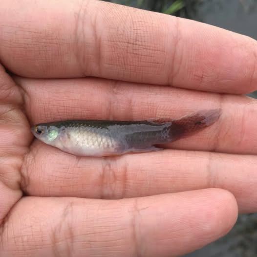 Killisfundation's tweet photo. Pterolebias longipinnis, female National Park Chaco, Argentina
#Killifish #Rivulidae #Pterolebias #fish #conservation #Argentina #pecesargentinos #killifishfoundation #nature https://t.co/bD0M1dLMsm