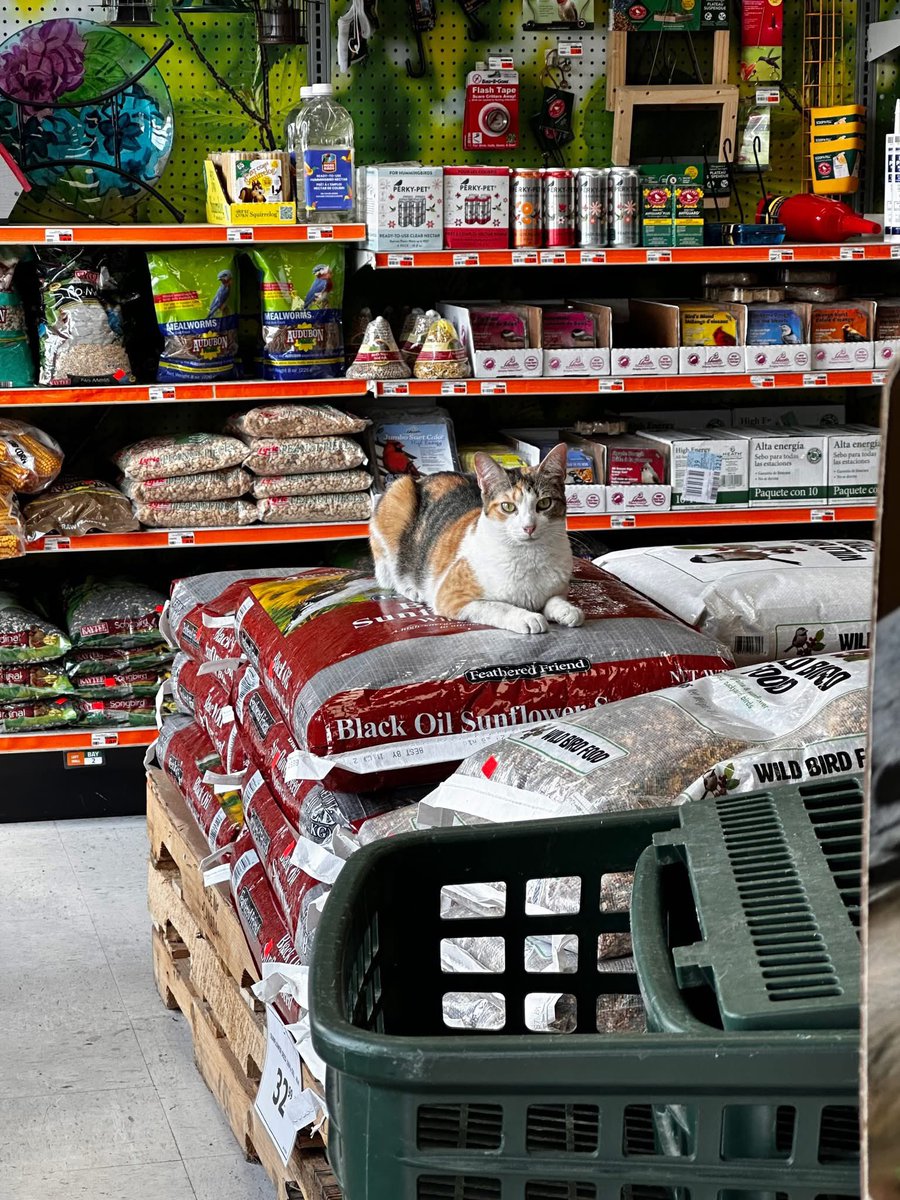 AubuchonHrdware's tweet image. Our Sudbury, MA store has welcomed two new team members, Kiki & Debbie! Debbie is 2 years old and full of love and cuddles, while 8 month old Kiki is full of energy. Stop by to say hello to our newest greeters! 🧡