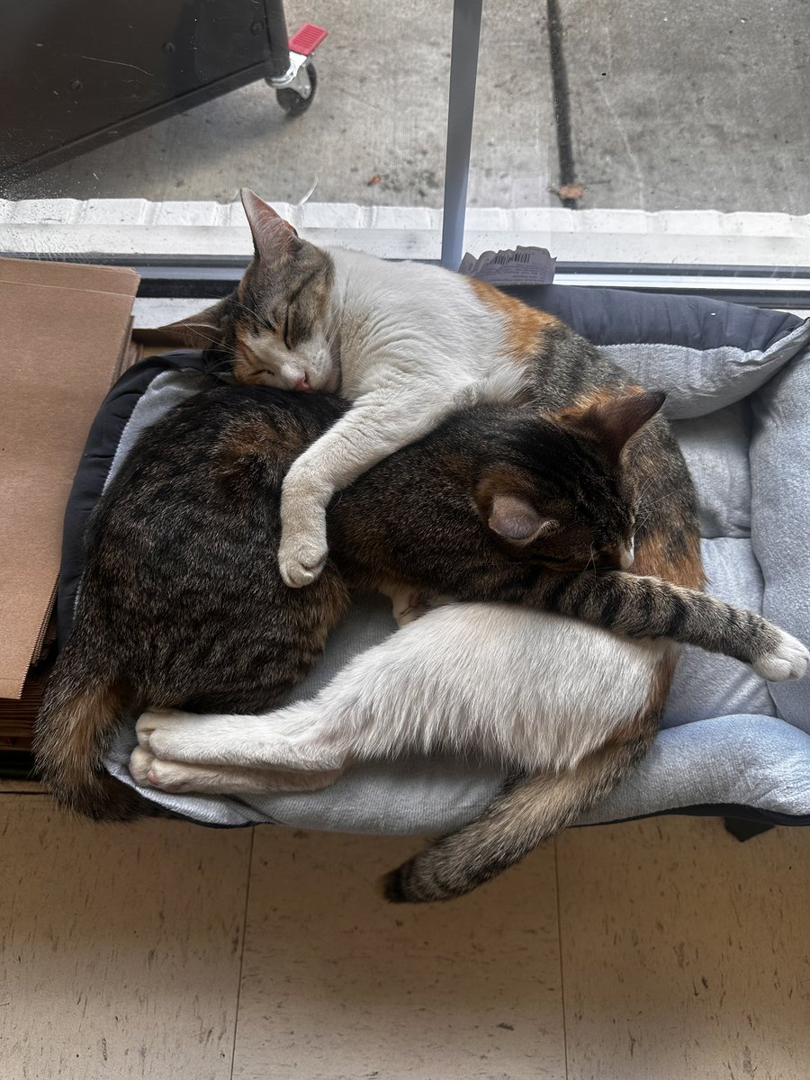 AubuchonHrdware's tweet image. Our Sudbury, MA store has welcomed two new team members, Kiki & Debbie! Debbie is 2 years old and full of love and cuddles, while 8 month old Kiki is full of energy. Stop by to say hello to our newest greeters! 🧡