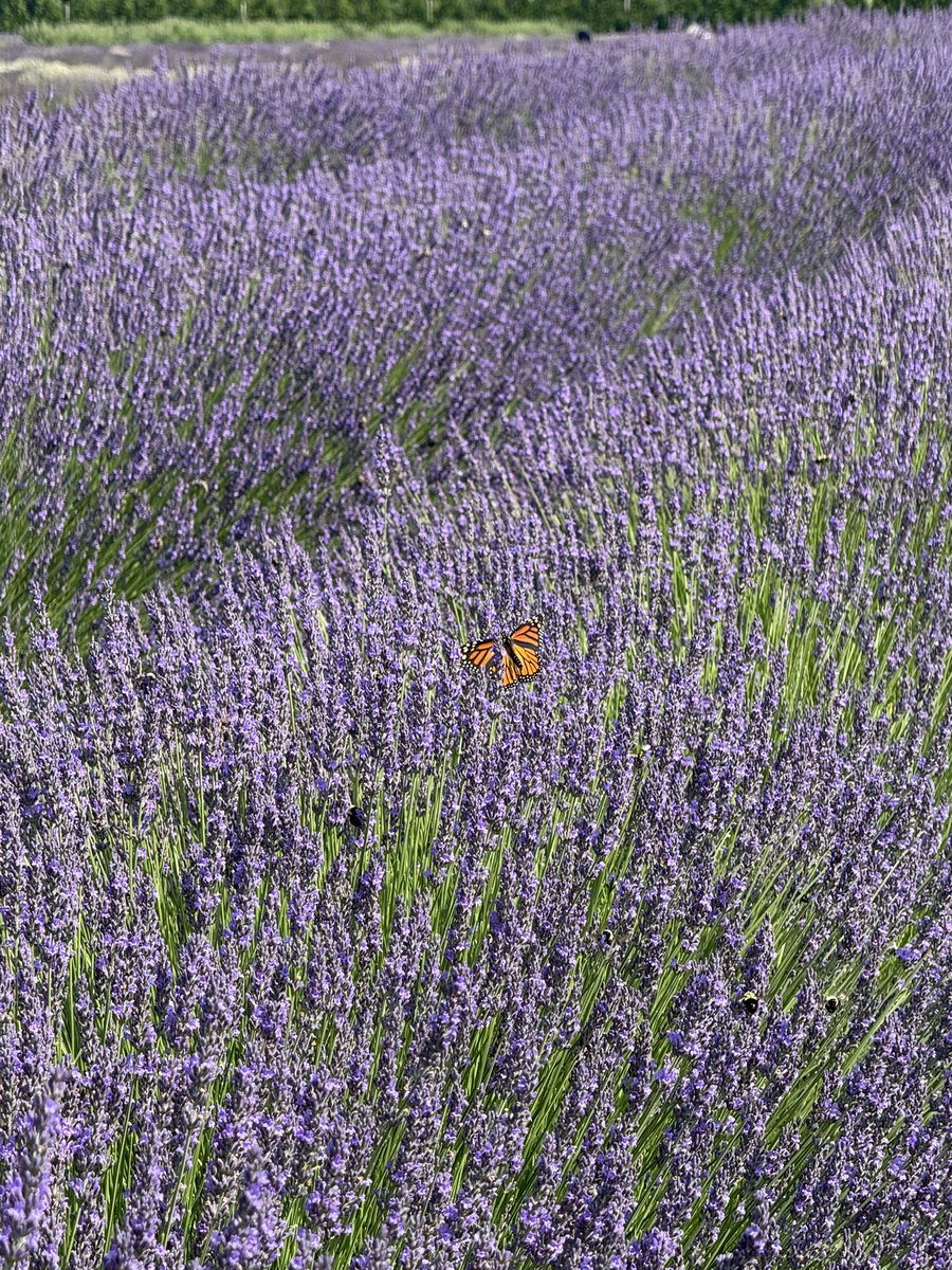 Kcannoli's tweet photo. one of my favorite pictures i’ve taken this summer https://t.co/6CE6oQxwAd