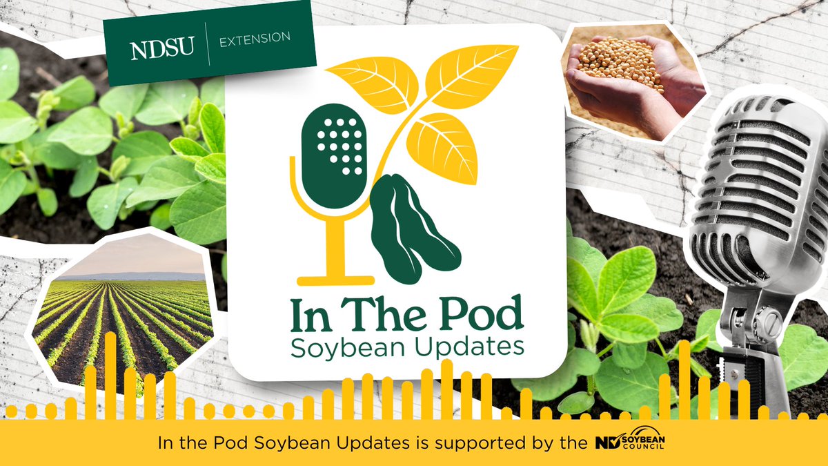 NDSoybean's tweet image. Rain can be a big factor for any crop, but its timing is especially important when it comes to white mold. Wade Webster, @BisonBeanDoc, @NDSUPlantPath, shares the key facts. Plus, Jason Hanson, owner of @RocknRollAgrnmy, gives a local perspective from Ramsey County.
🎧 Listen to…