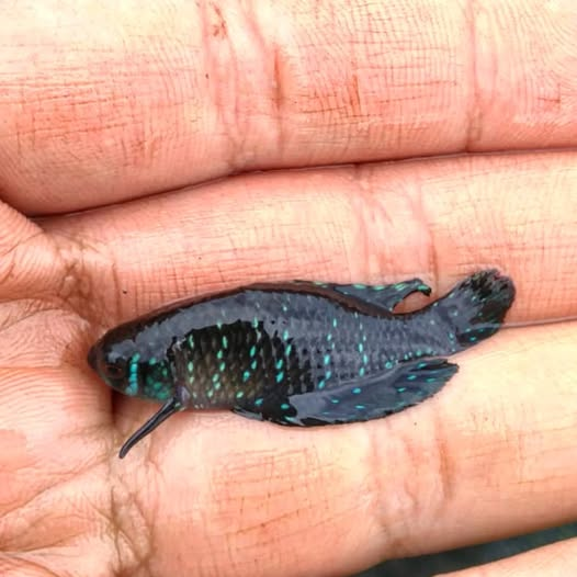 Killisfundation's tweet photo. Argolebias nigripinnis, male – Chaco National Park
#Killifish #Rivulidae #Argolebias #fish #conservation #Argentina #Chaco #pecesargentinos #killifishfoundation #nature https://t.co/cCY0H139W0