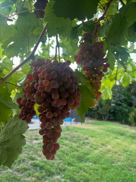 If I believed in reincarnation, I would think my husband was a farmer in a previous life. He loves land, and growing things.
 
This is a particularly robust year for our grape vine…