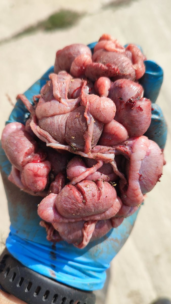 Para quien sabe hacer el guiso, esto es un manjar