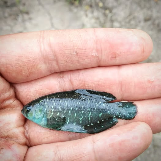 Killisfundation's tweet photo. Austrolebias bellottii, male
#Killifish #Rivulidae #Austrolebias #fish #conservation #Argentina #pecesargentinos #killifishfoundation #nature https://t.co/vEvmAM55AJ