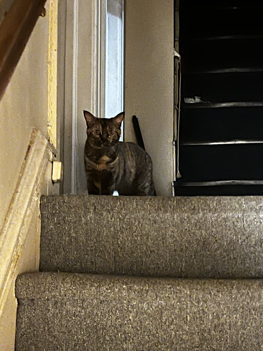 CryptoGodNYC's tweet image. Mr cat chillin he got his own crypto wallet and I brought his girlfriend over so he been getting house cat everyday