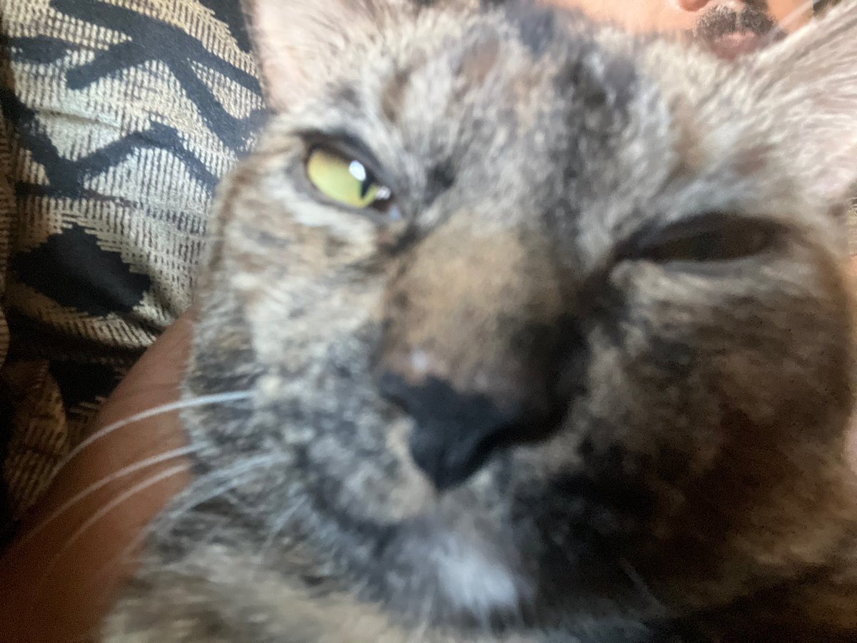 CryptoGodNYC's tweet image. Mr cat chillin he got his own crypto wallet and I brought his girlfriend over so he been getting house cat everyday