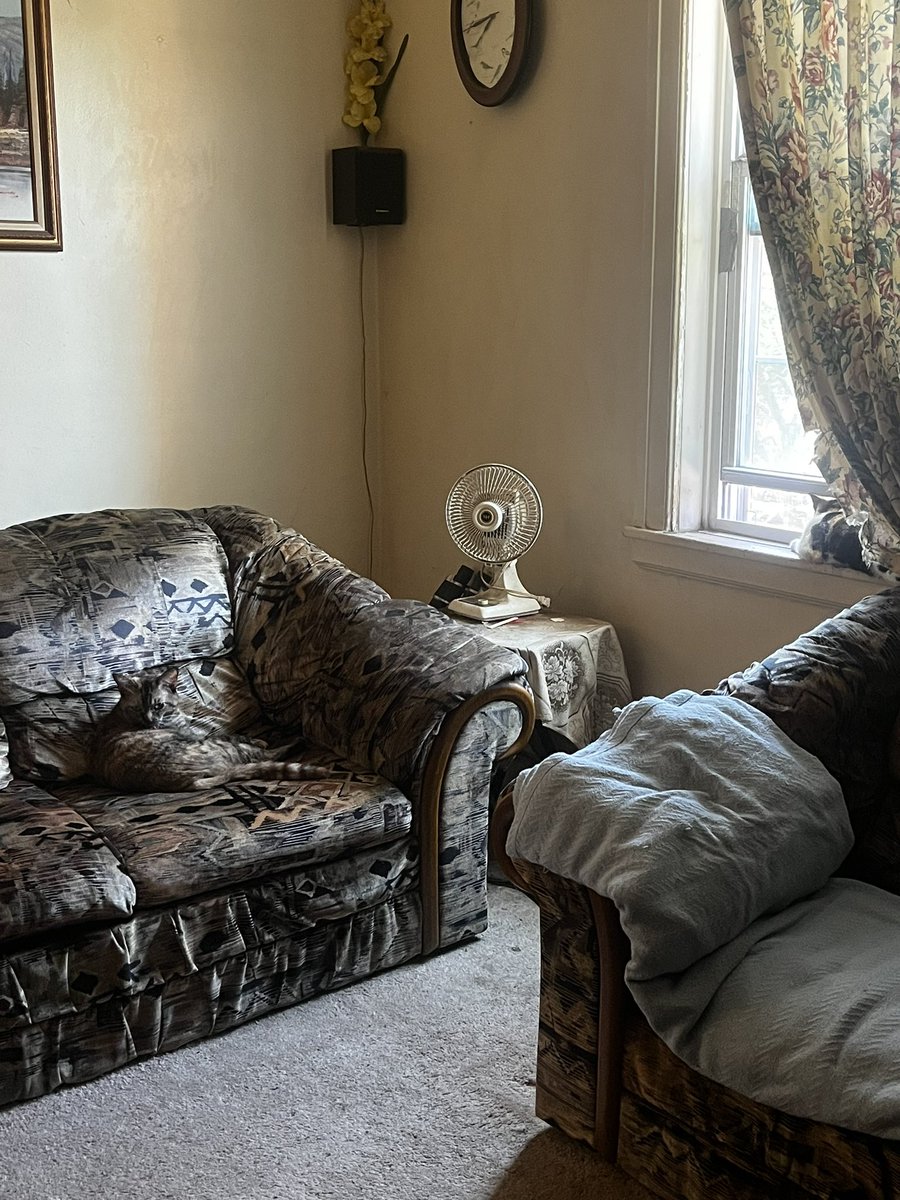 CryptoGodNYC's tweet image. Mr cat chillin he got his own crypto wallet and I brought his girlfriend over so he been getting house cat everyday