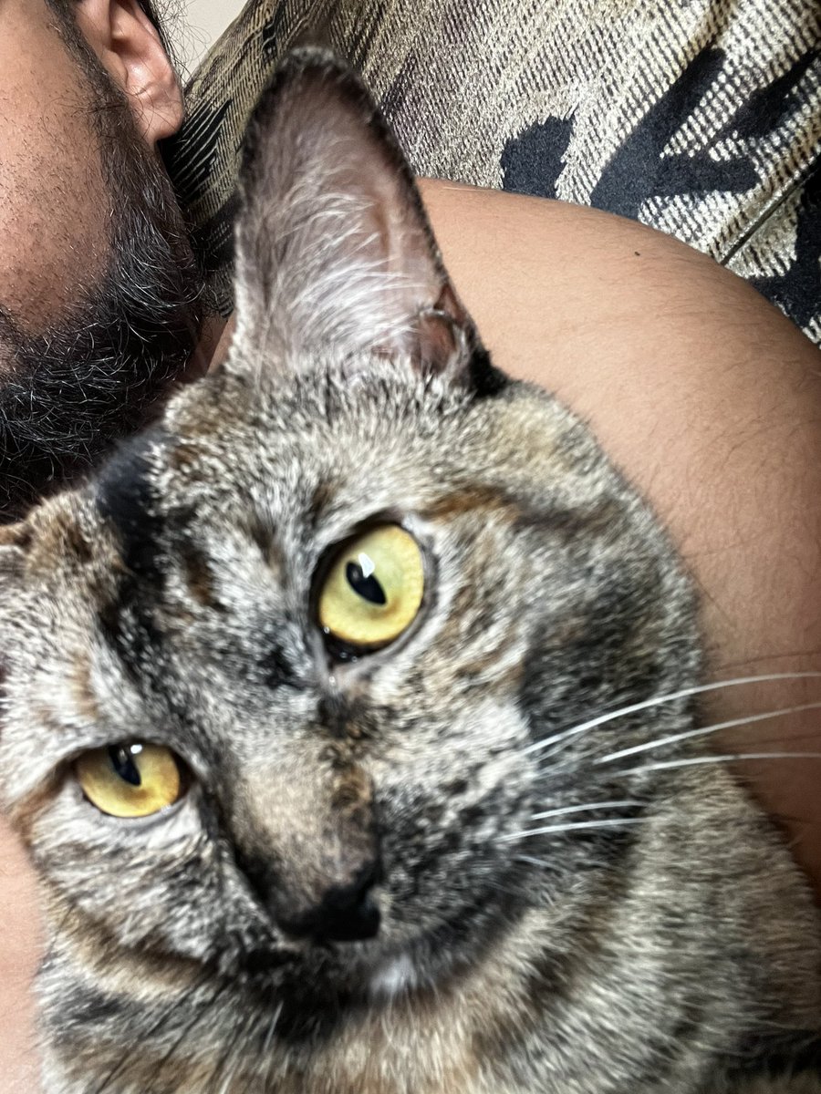 CryptoGodNYC's tweet image. Mr cat chillin he got his own crypto wallet and I brought his girlfriend over so he been getting house cat everyday