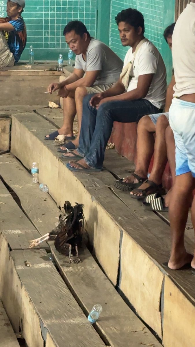 brett_kasprzyk's tweet photo. Cock fighting in the Philippines https://t.co/37yVYZQ64U