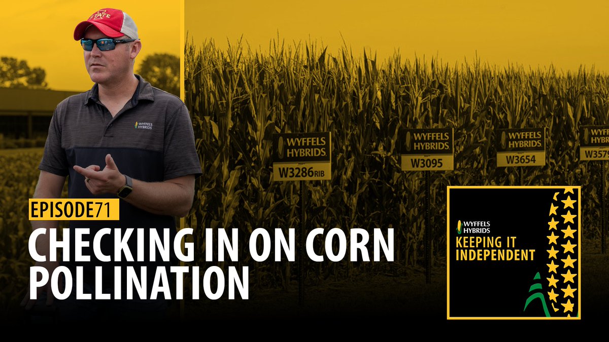 WyffelsHybrids's tweet image. Did my corn pollinate? 🌽 It’s the question everyone’s asking.
🎧 Our agronomy team breaks it down: bit.ly/4m1LfKk
No Wyffels products are seeing issues now, but it's something to continue to monitor.