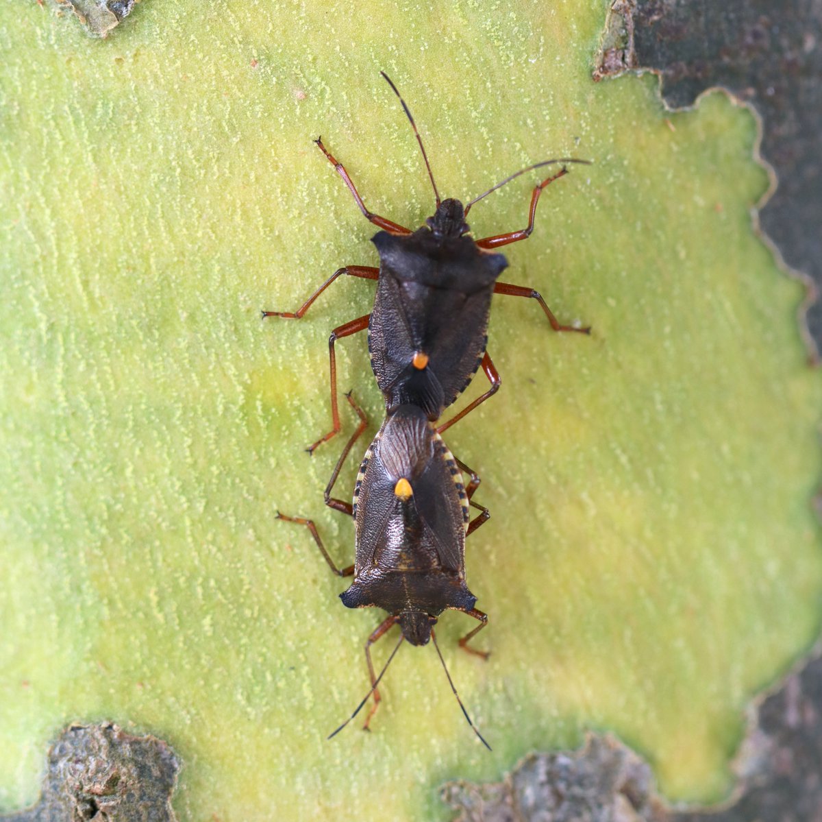 Karin_B_E's tweet image. #WippendeWantsen
#VunzigeWoensdag
#roodpootschildwants
#insectenopdeboerderij
#wiekijktdieziet