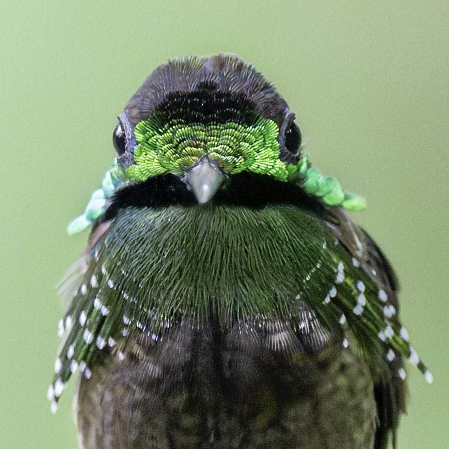 Hoy traigo un colibrí hipnotizador profesional:

-Mírame fijamente y relájate …siente cómo tu cuerpo se hunde en la comodidad…….😅😅😅

 #miercolesdeemplumados