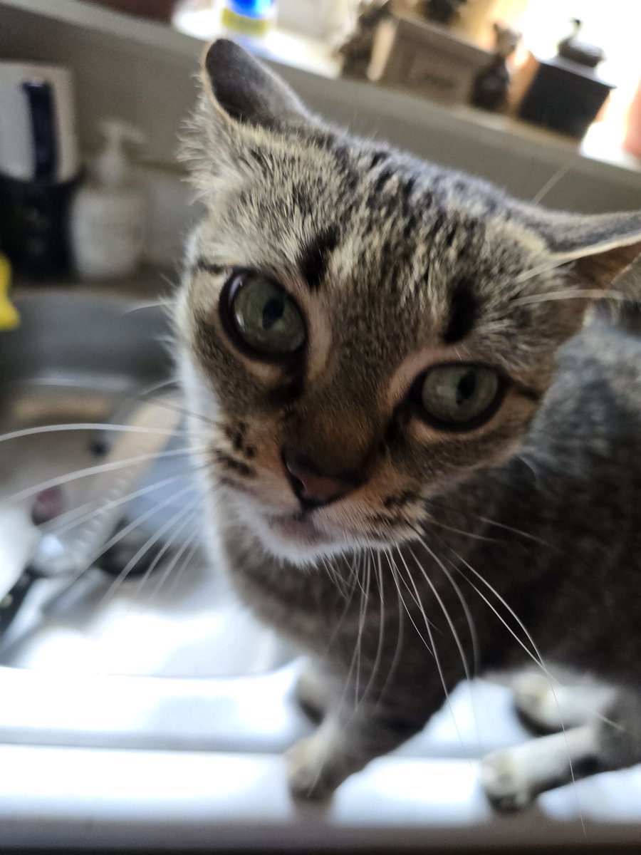 eclipse22930568's tweet image. Catniss
