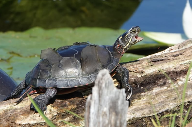 SB66M's tweet image. Ah social media... some asshole just posted this and says its a PAINTED turtle shedding what looks like BLACK SPRAY PAINT. Can we stick to nature photos that are natural ?! there is NOTHING COOL about this. 😝🤣