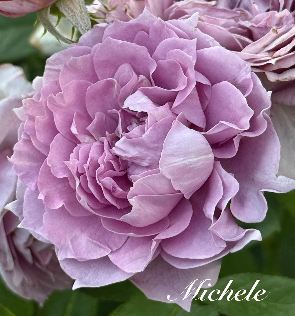 Sooo many lovely petals on this beauty from the local #rosegarden Happy #RoseWednesday &amp; enjoy your day! 💜🥀🤗 #roses #flowers #FlowersOnX #flowerphotography #NatureBeauty #garden #flower #gardens #NaturePhotography #nature