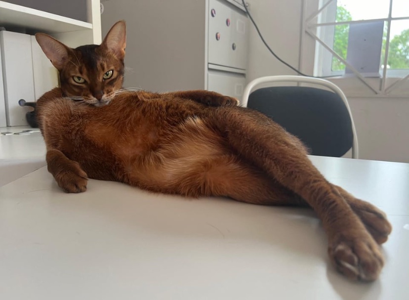 My slutty cat

This is Margaret Scratcher.  I came into my office and found her like this.  I don’t even know where to begin or what kind of talk we need to have.