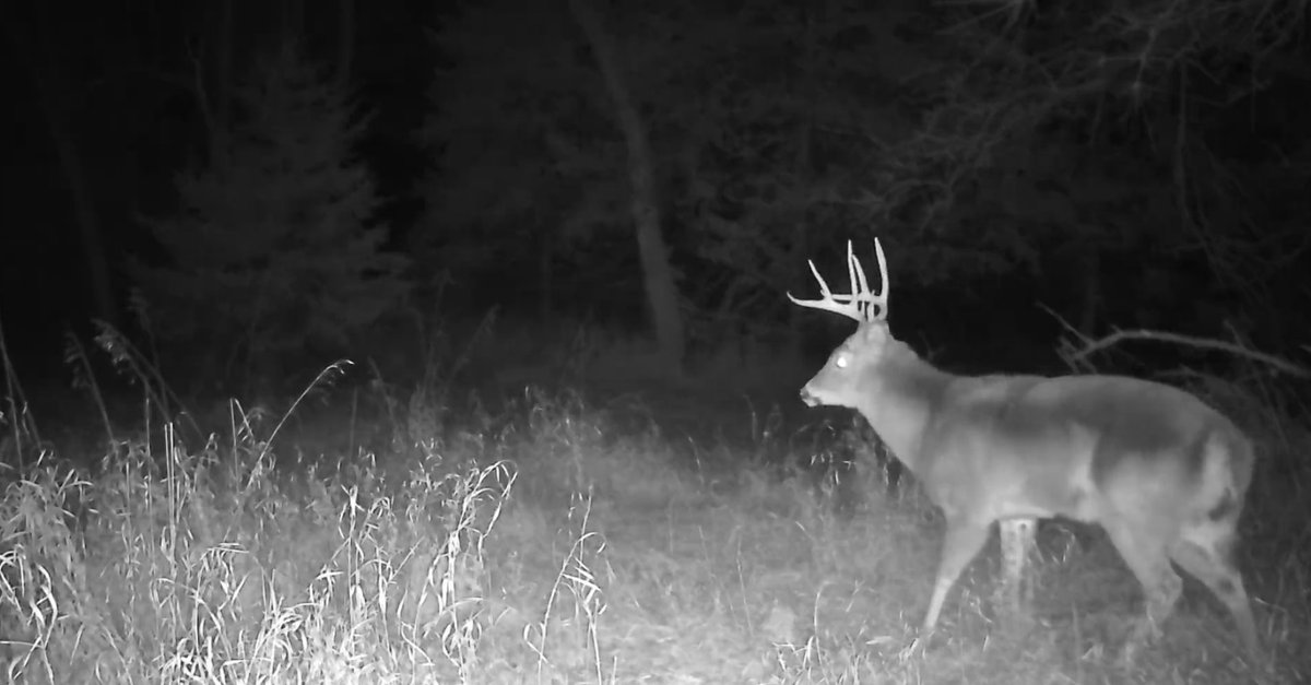 AWESMLab's tweet image. What does your local deer herd really look like? Don’t guess—survey it.
Trail cameras aren’t just for cool photos—they’re a powerful tool for gathering real data about your local deer herd.
Running a preseason camera survey in early to mid-August helps landowners and managers:…
