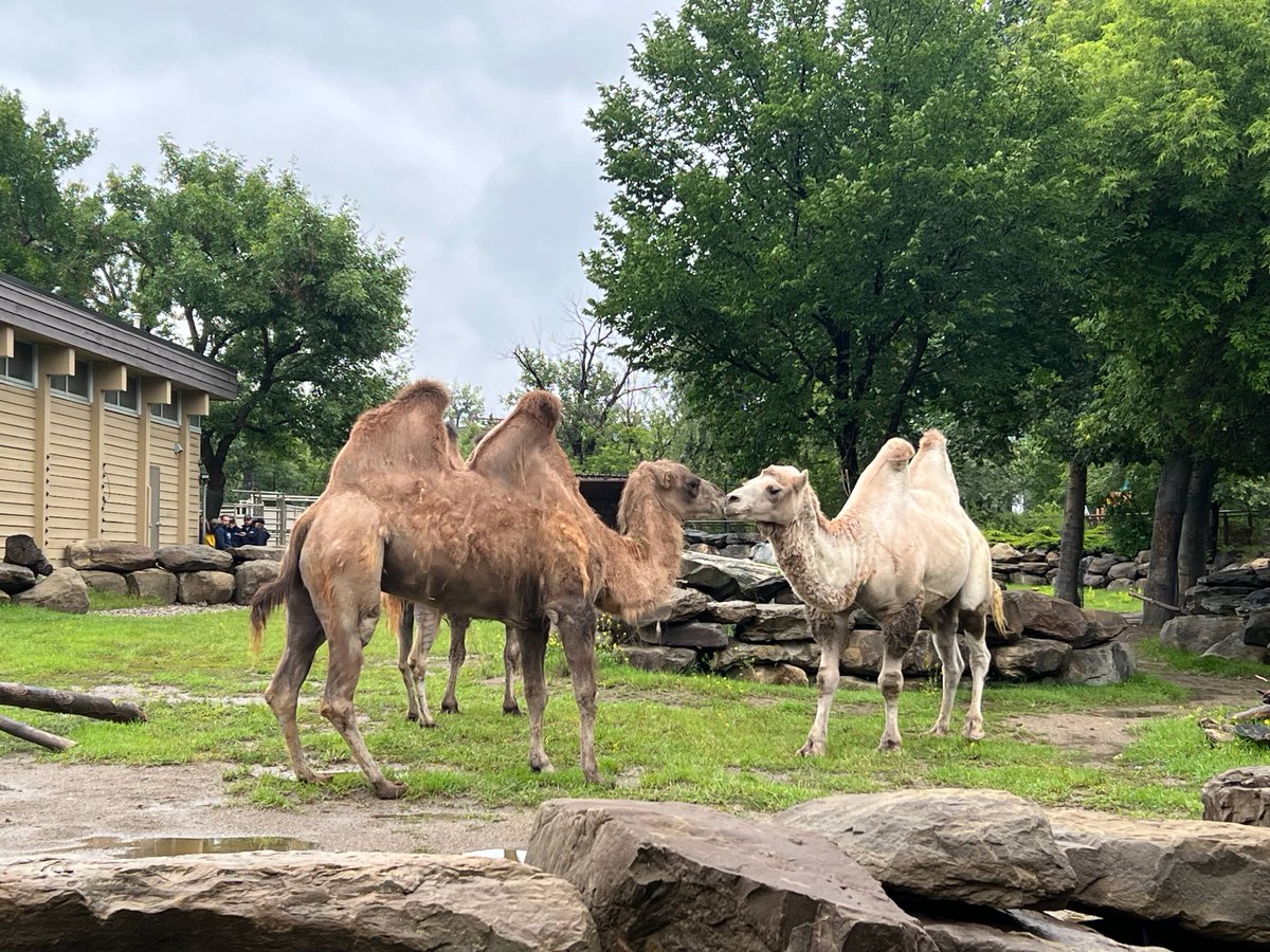 calgaryzoo's tweet image. Today’s #HumpDay is extra special — we’re welcoming a new member to our Bactrian camel caravan! 🐫
Meet ‘Stretch’, a 10-year-old male. He’s now settling in and getting to know his new habitat companions: 20-year-old ‘Zsa Zsa’ and 9-year-old ‘Marshie’.
#YourZooYYC