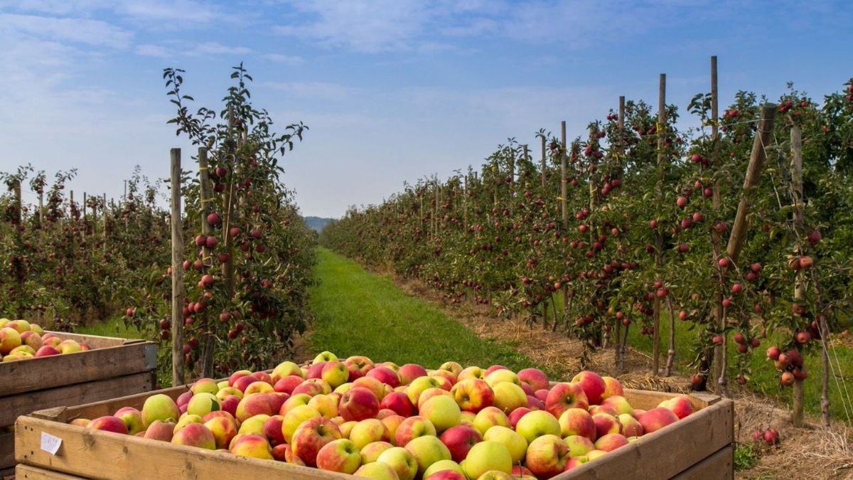 🍐 Crisis frutícola: el productor cipoleño Carlos Carrasco se reúne con diputados en Buenos Aires para exigir políticas para las economías regionales.

“La rutina de los reclamos sin acción termina en la nada”, dijo a LU5 Agro.

📲 Leé más en realidadeconomica.com.ar/fruticultores-…