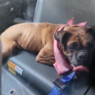 Female Boxer found near Eastern and Superior Streets.  Call 781-595-2000 if you have any information on the owner.