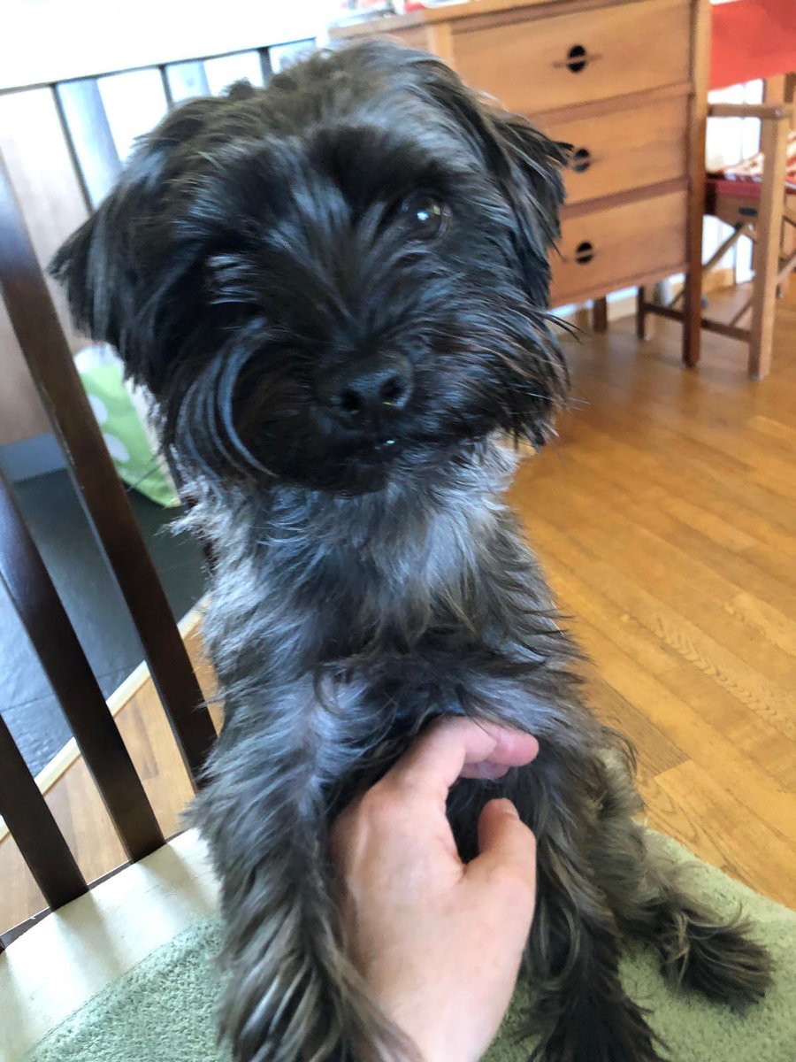 Sir Clapton Terrier tweet media