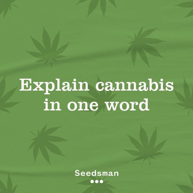 SeedsmanSeeds's tweet image. What is cannabis for you? Many things sure, but today you can only describe it with ONE word...