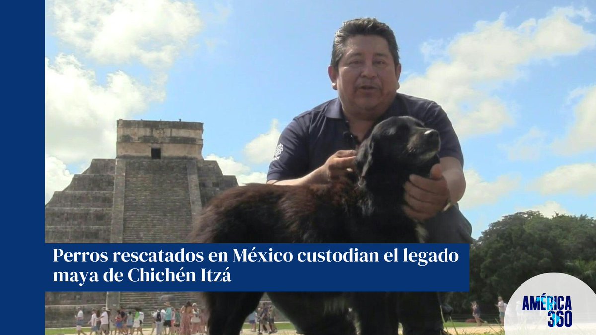 America360TV's tweet image. En Chichén Itzá, 20 perros mestizos rescatados cuidan las ruinas mayas. Liderados por Cachimba, vigilan las estructuras milenarias y evitan su deterioro. Algunos creen que hay una conexión mística entre ellos y los antiguos mayas. 🐾✨ #ChichenItza #PerrosGuardianes