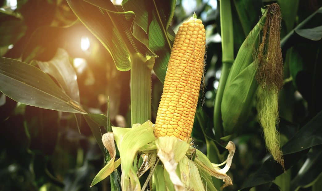 SpectroscopyMag's tweet image. Researchers at INIAV in Portugal have demonstrated that NIR spectroscopy combined with chemometric algorithms offers a rapid, non-destructive, and accurate method for detecting harmful fumonisins in maize, enhancing food safety monitoring.
Read more: hubs.li/Q03ykX_z0