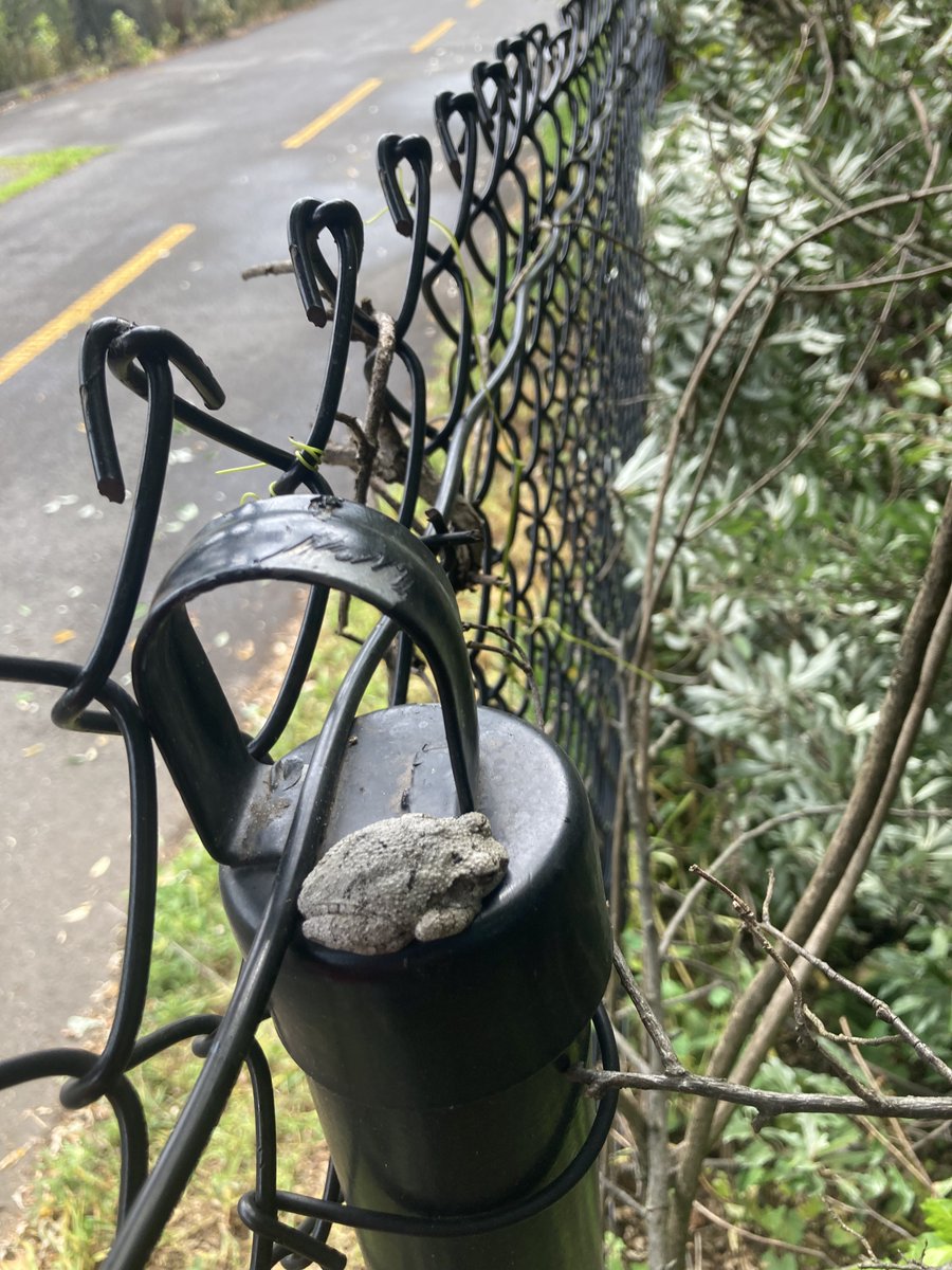 A gray treefrog moves to the shoulder to take a rest in Reston!