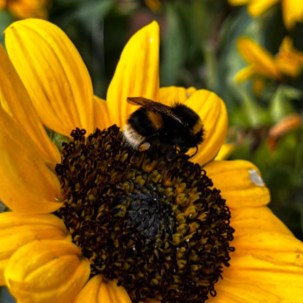 K  𝕏 tweet media