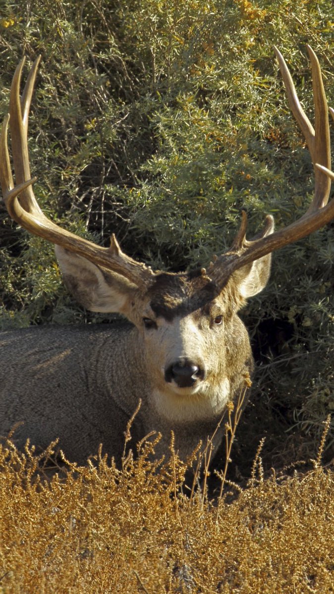 GOHUNT's tweet image. Montana collects hunter comments for new mule deer management plan
gohunt.com/browse/news-an…