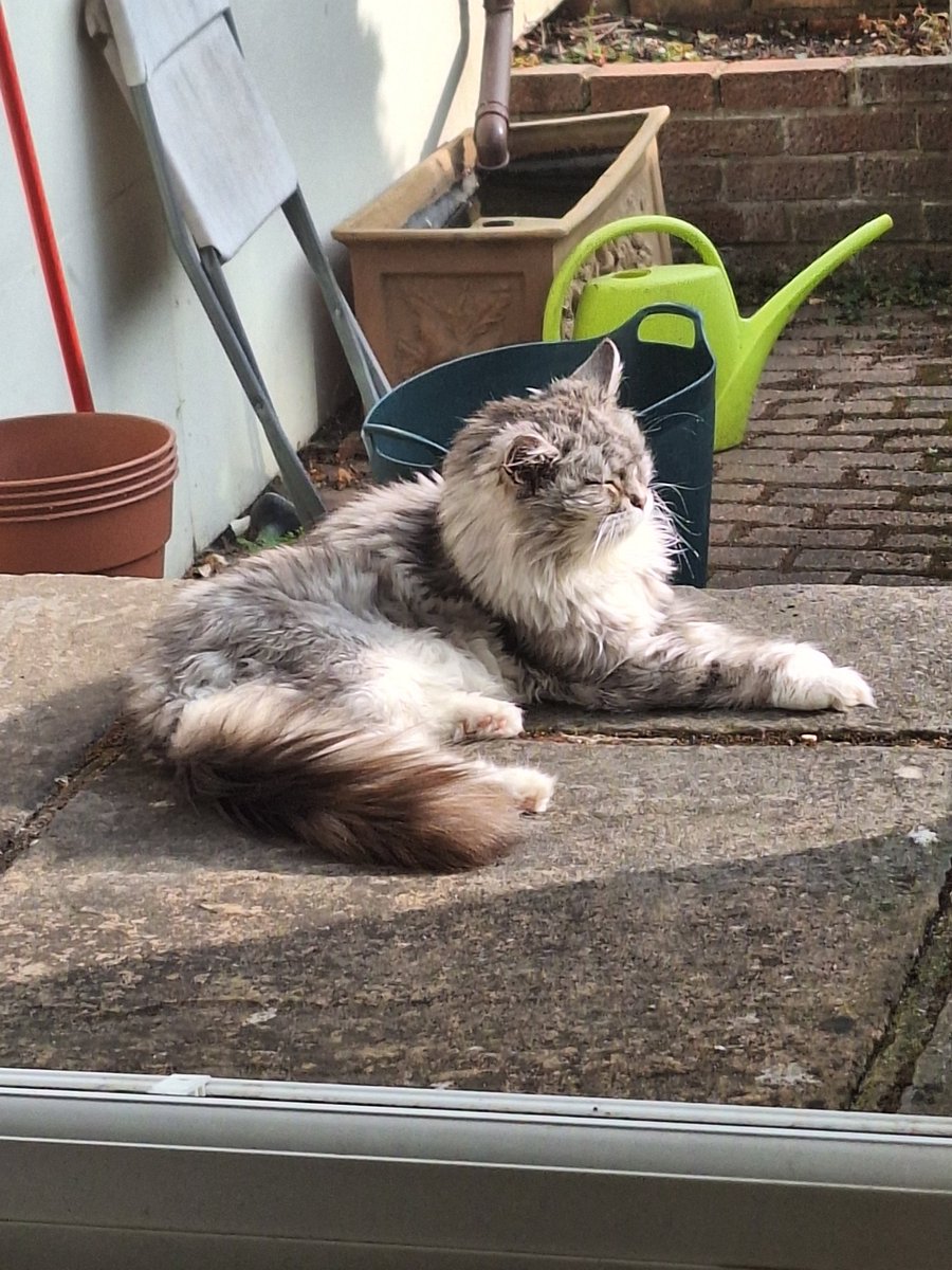 LucyVonSc's tweet image. Asbocat is relaxing.