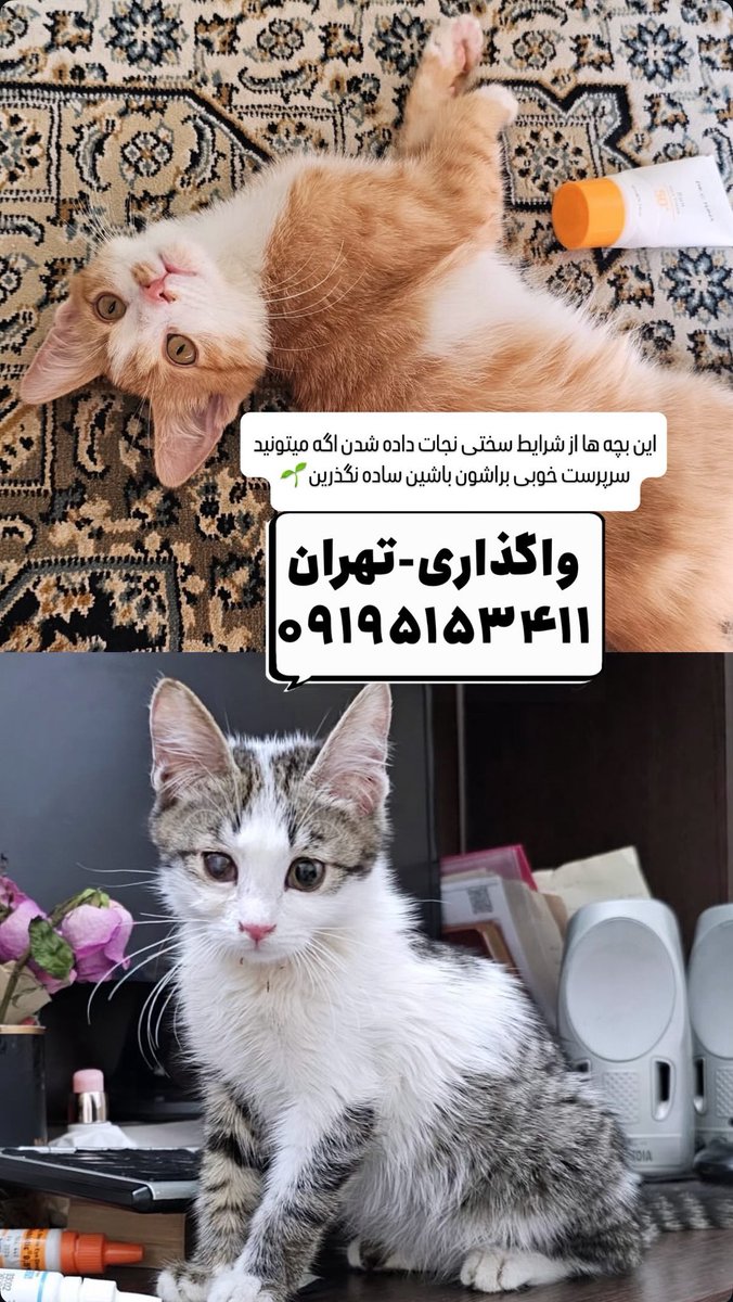 pet__koo's tweet image. 
