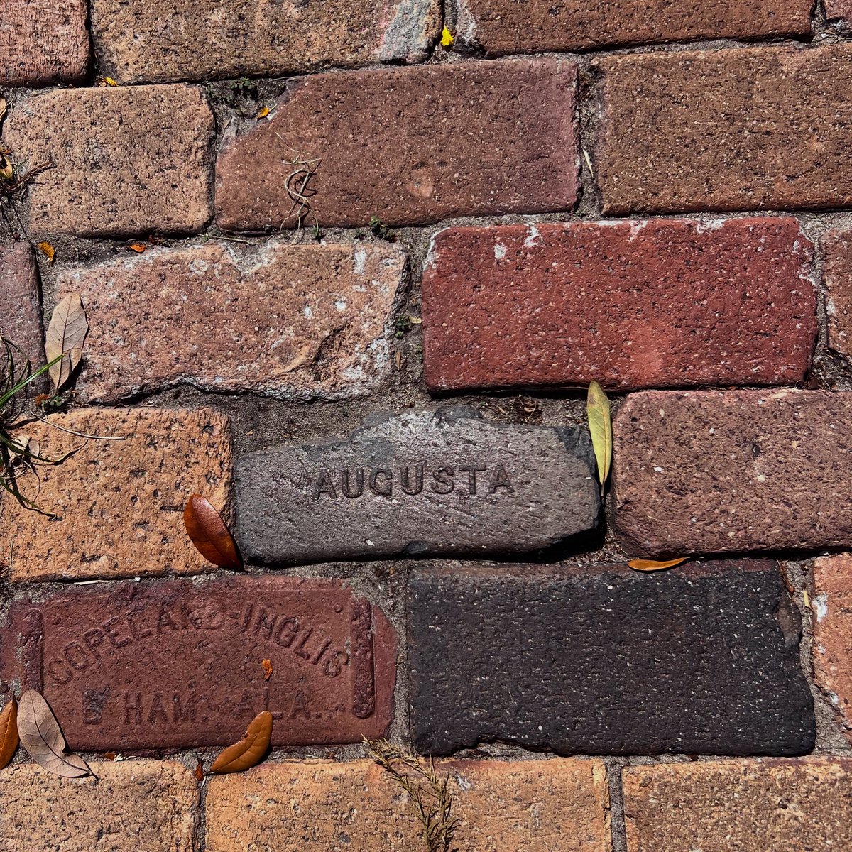 TrevorImmelman's tweet image. Went on a walk near where we live in Florida, randomly looked down and saw this….😍