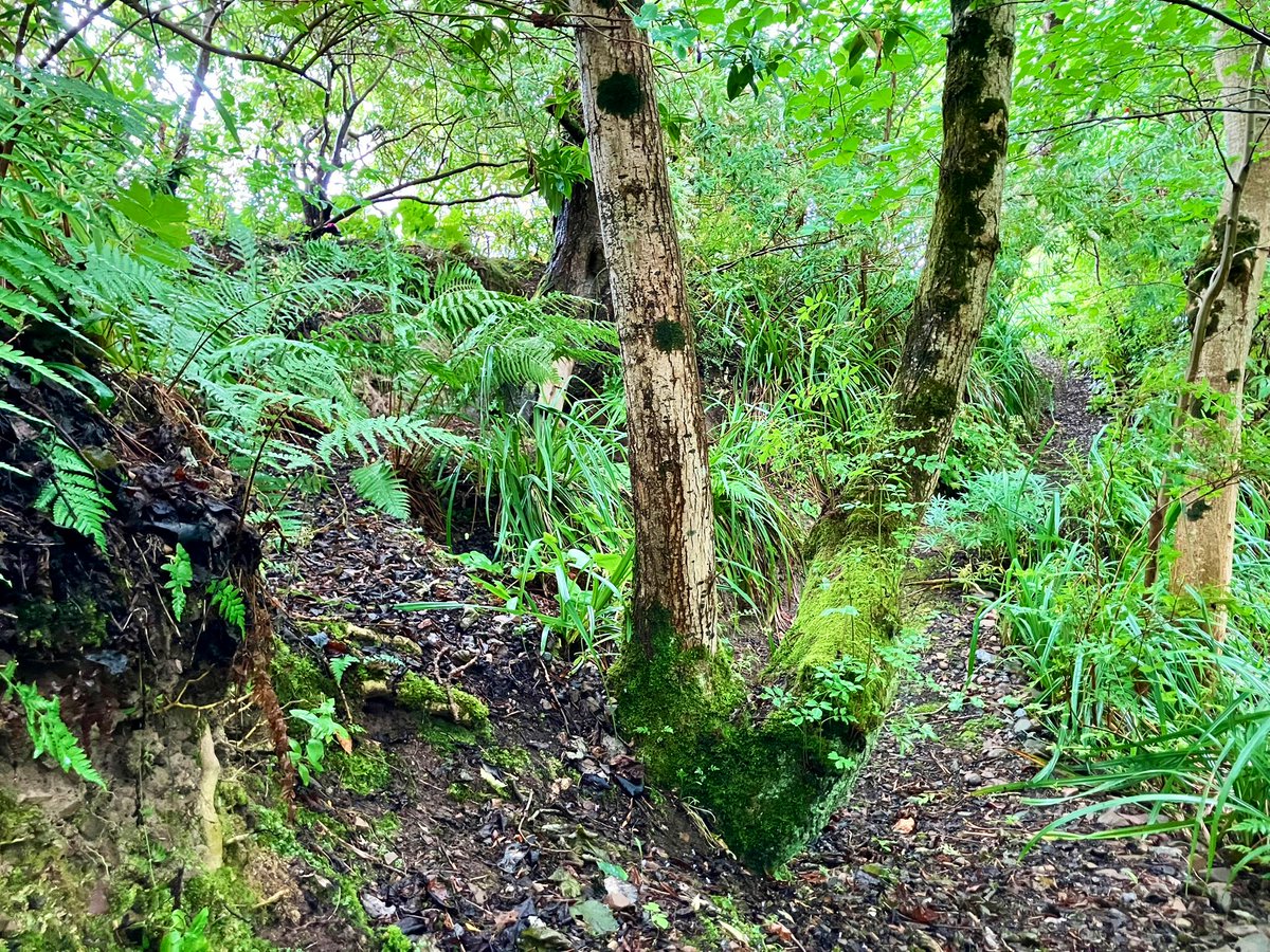 Beyond the rhubarb patch… 

there is the entrance to the secret garden, where Nature reigns and the 🧚 live

… that’s where you’ll find me

#MyGarden