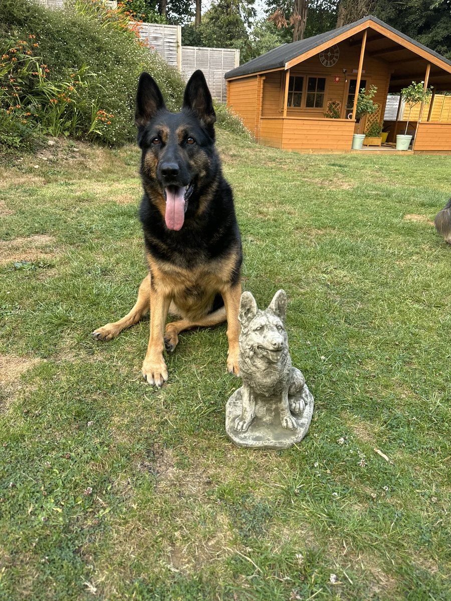 RpdDixie's tweet image. Oh blimey not another dog 💙🐾