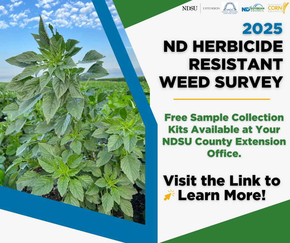 NDSoybean's tweet image. The North Dakota Herbicide Resistant Weed Survey is back! To combat herbicide-resistant weeds, @ndcorn Council, @NDSUExtension, @nagclab, and NDSC invite agronomists and soybean farmers to participate in the Herbicide Resistant Weed Survey by collecting pigweed and kochia leaves…