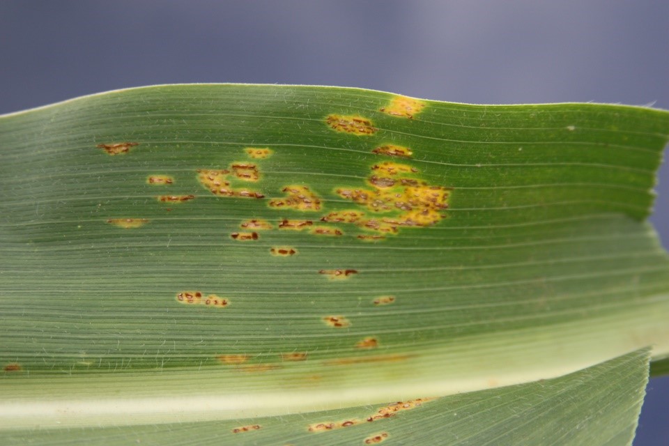 Southern rust and common rust can impact corn health and yield. Knowing the difference helps manage these diseases effectively. Learn more at bit.ly/44WvOwb.