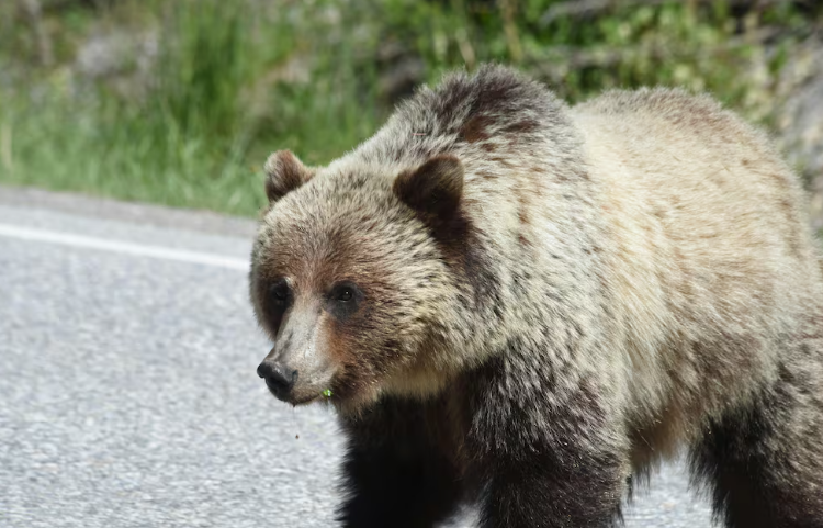 eluniversocom's tweet image. #Japón declara la primera #emergencia por #osos pardos, este fue el motivo ow.ly/4EF350Wu4iC