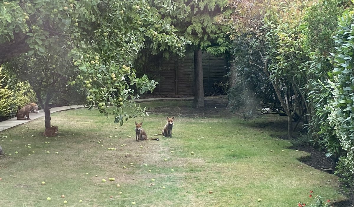 Urban foxes waiting in Grandma’s garden for their chicken dinner.
#UrbanFoxes #SouthLondon