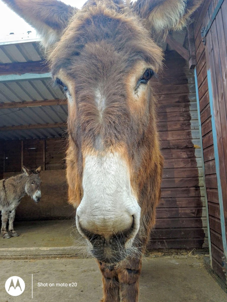 Westmorland Dales Festival (@westmorlandfest) on Twitter photo We can’t wait to meet our longest-eared festival-goers at the weekend! Stars of Barnhill Donkeys’ Retreat will be taking in their first westmorlanddalesfestival.org this Saturday & Sunday in Kirkby Stephen’s Market Square - come along & say hello! <a href="/CumbriaCrack/">Cumbria Crack</a> We can’t wait to meet our longest-eared festival-goers at the weekend! Stars of Barnhill Donkeys’ Retreat will be taking in their first westmorlanddalesfestival.org this Saturday & Sunday in Kirkby Stephen’s Market Square - come along & say hello! <a href="/CumbriaCrack/">Cumbria Crack</a>