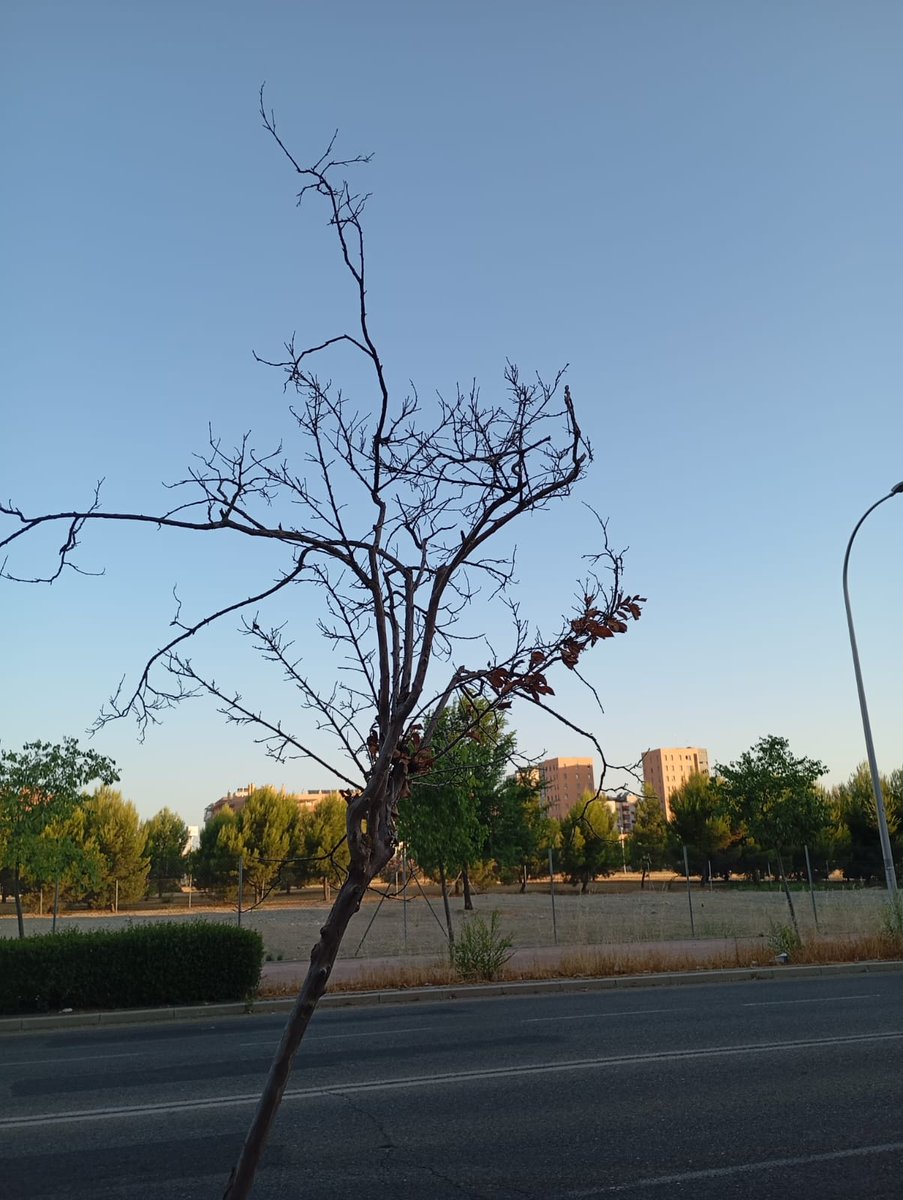 avpaudevallecas's tweet image. 🌳 Así están los árboles recién plantados en el Ensanche de Vallecas.
Secos. Abandonados. Sin riego.
💧 El sistema de goteo no funciona.
💸 Dinero público malgastado.
😡 El año pasado pasó lo mismo. ¿Hasta cuándo?
📢 Exigimos al @MADRID una respuesta urgente.