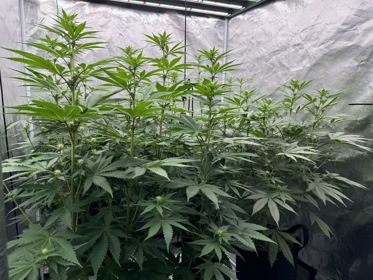 KippaGrows's tweet image. Day 15 🌸
Top dressed them yesterday with 4-8-4, worm castings & BSFL Frass, and watered it in with some Stash Blend 💚