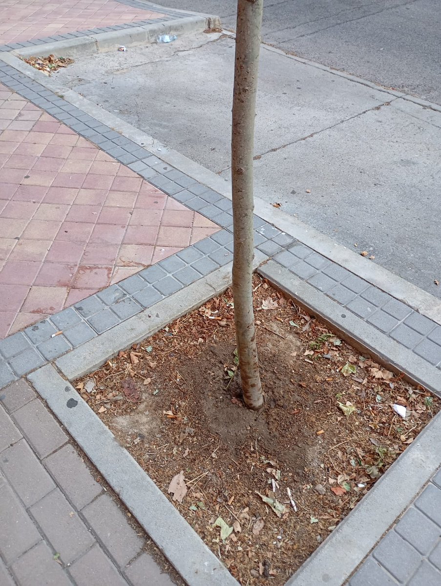 avpaudevallecas's tweet image. 🌳 ¡ALERTA VECINAL!
Los árboles jóvenes del Ensanche de Vallecas están secándose otra vez porque NO SE RIEGAN.
➡️ El goteo no funciona y nadie hace nada
➡️ Ya pasó el año pasado
¿Vamos a permitirlo de nuevo?
📢 Desde la Asociación Vecinal exigimos al Ayuntamiento que actúe YA.