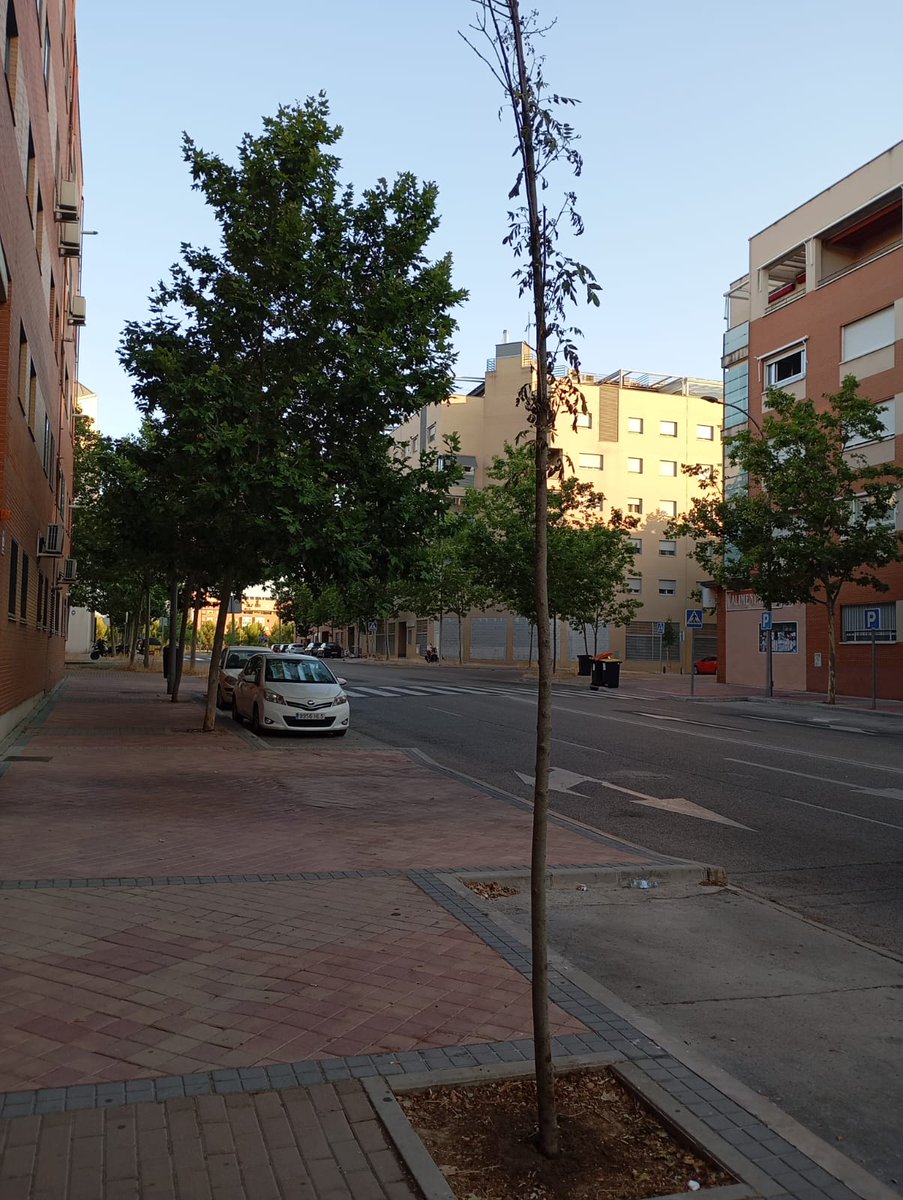 avpaudevallecas's tweet image. 🌳 ¡ALERTA VECINAL!
Los árboles jóvenes del Ensanche de Vallecas están secándose otra vez porque NO SE RIEGAN.
➡️ El goteo no funciona y nadie hace nada
➡️ Ya pasó el año pasado
¿Vamos a permitirlo de nuevo?
📢 Desde la Asociación Vecinal exigimos al Ayuntamiento que actúe YA.