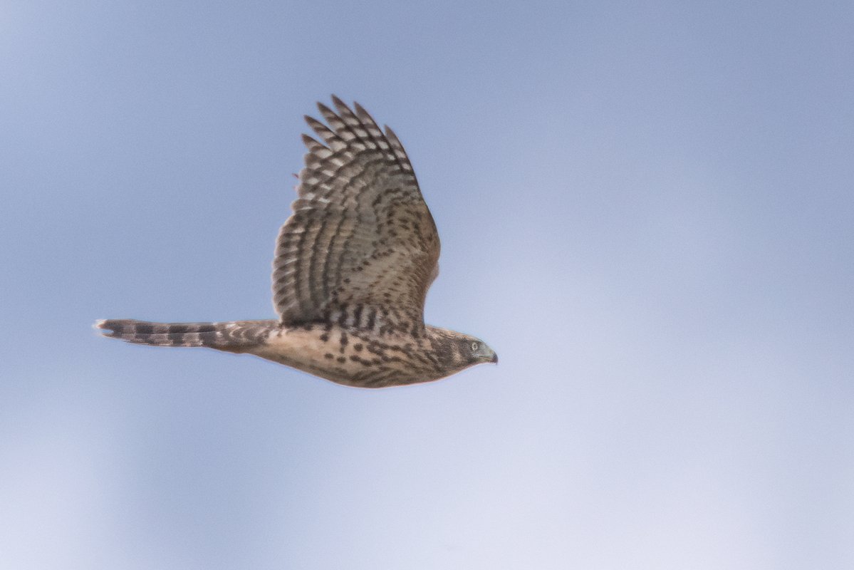 markwright12002's tweet image. A few (mostly distant) photos from around Poole Harbour today
Goshawk, Green Sandpiper, Spotted Redshank and Honey Buzzard
@harbourbirds @DorsetBirdClub