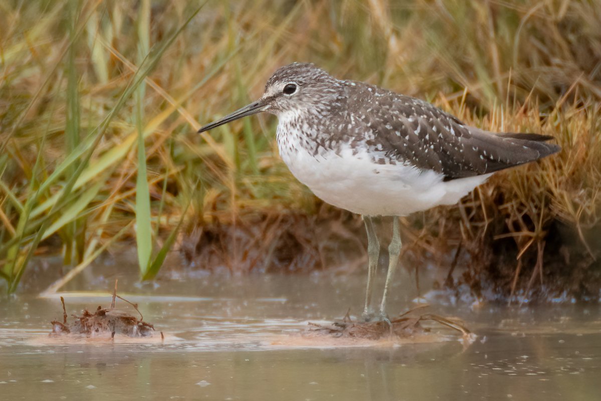 markwright12002's tweet image. A few (mostly distant) photos from around Poole Harbour today
Goshawk, Green Sandpiper, Spotted Redshank and Honey Buzzard
@harbourbirds @DorsetBirdClub